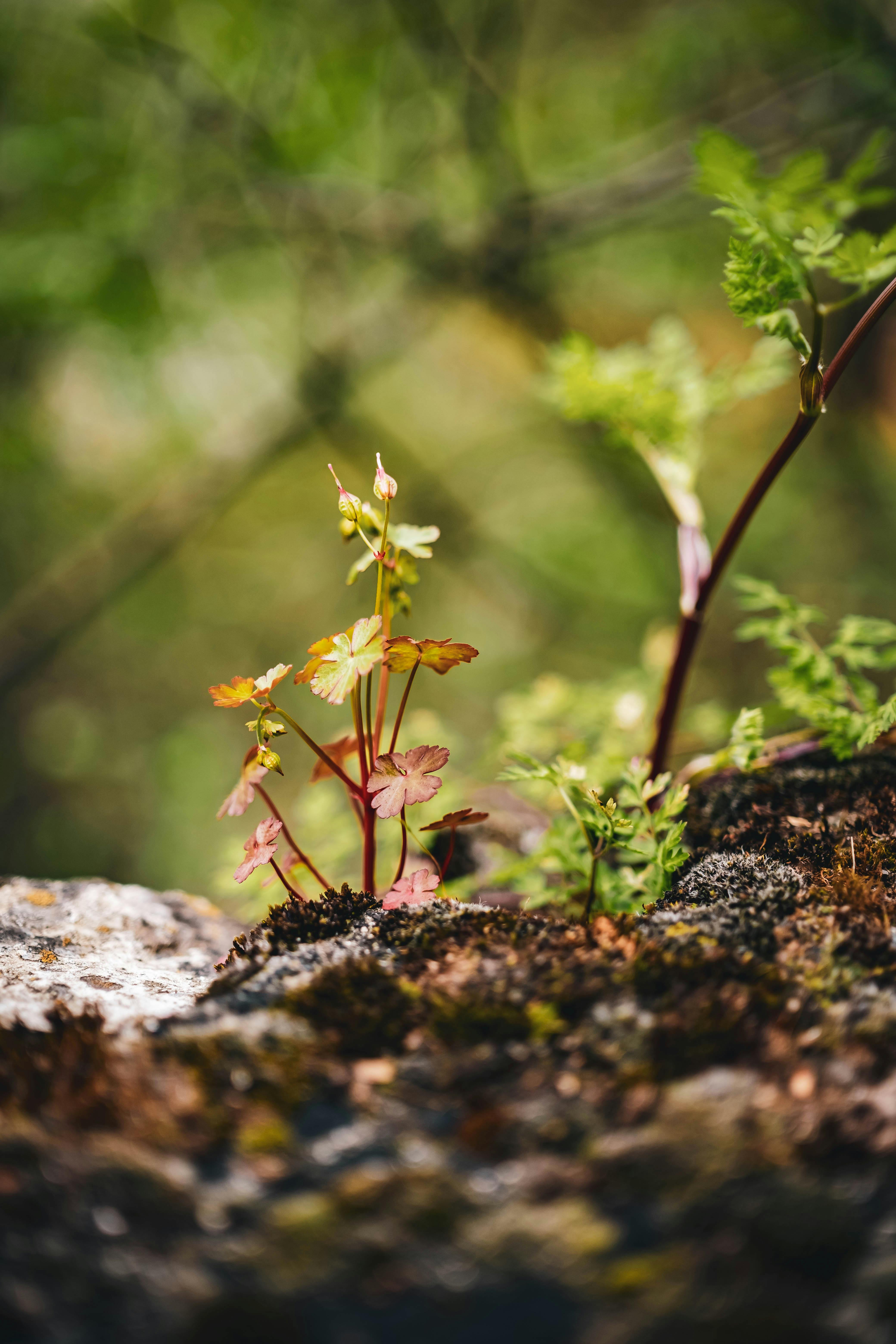 Botanical image for experiential sex and intimacy coaching