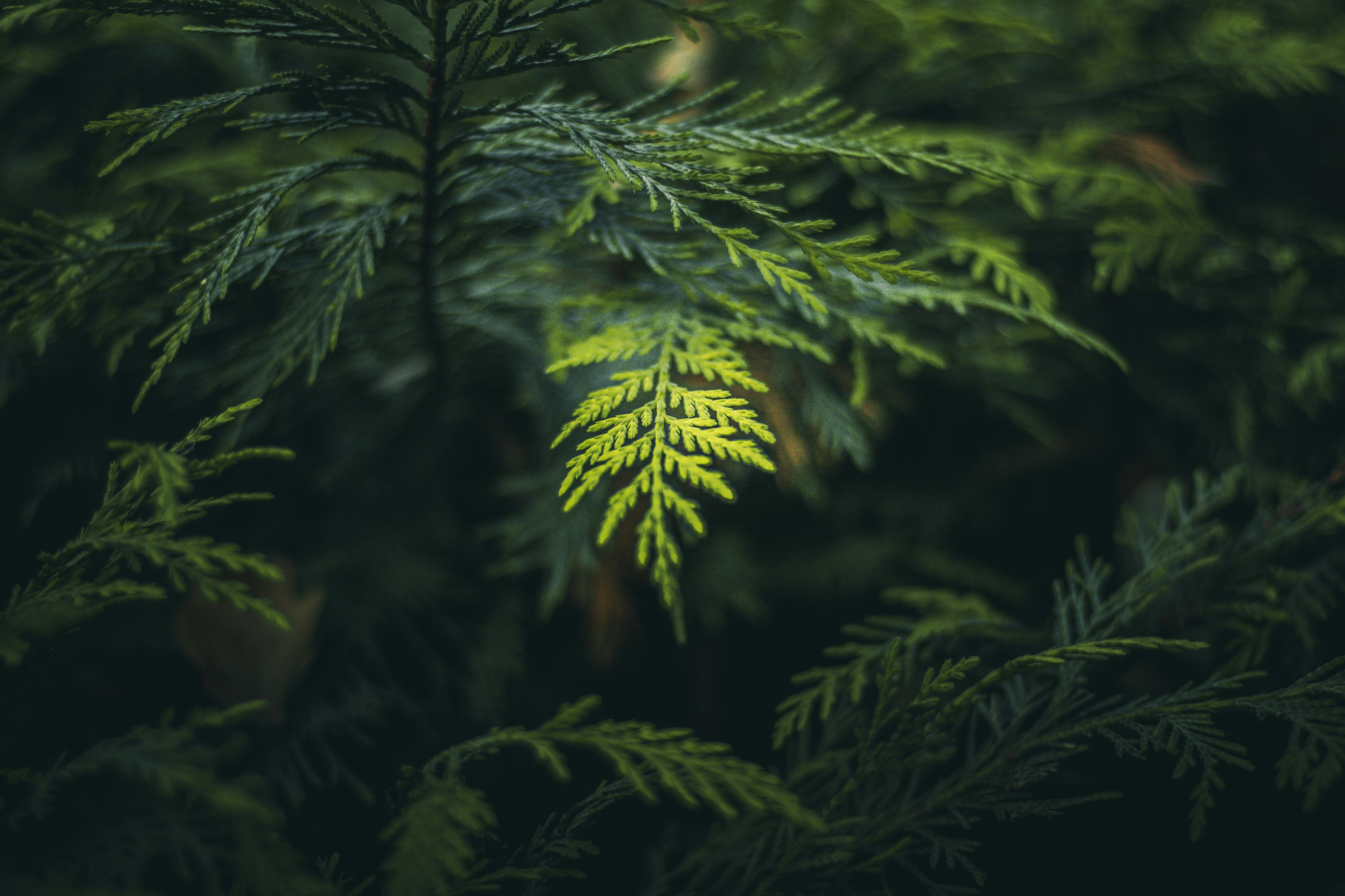 Botanical background