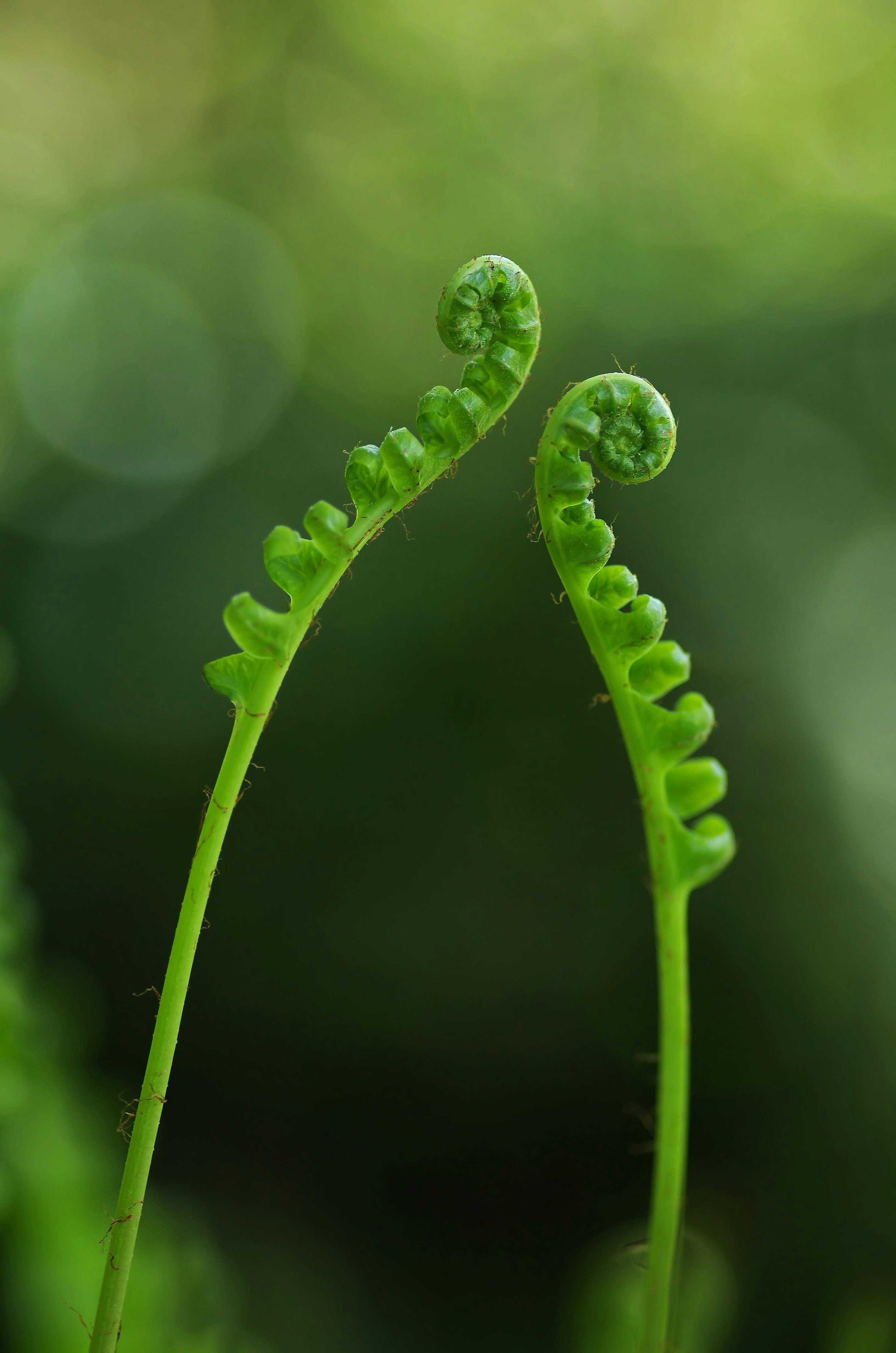 Fern fronds