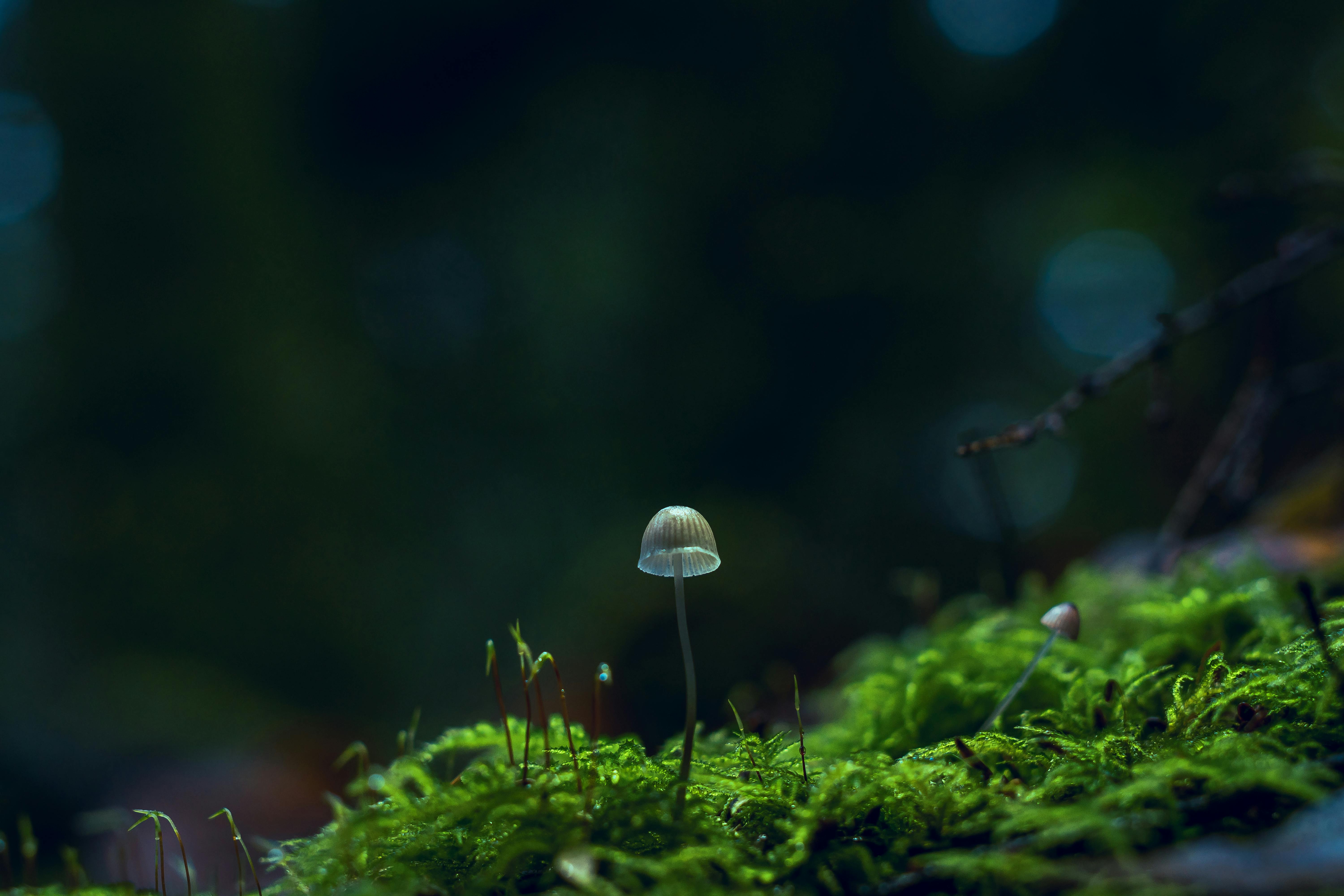 Botanical image for gender-affirming intimacy coaching