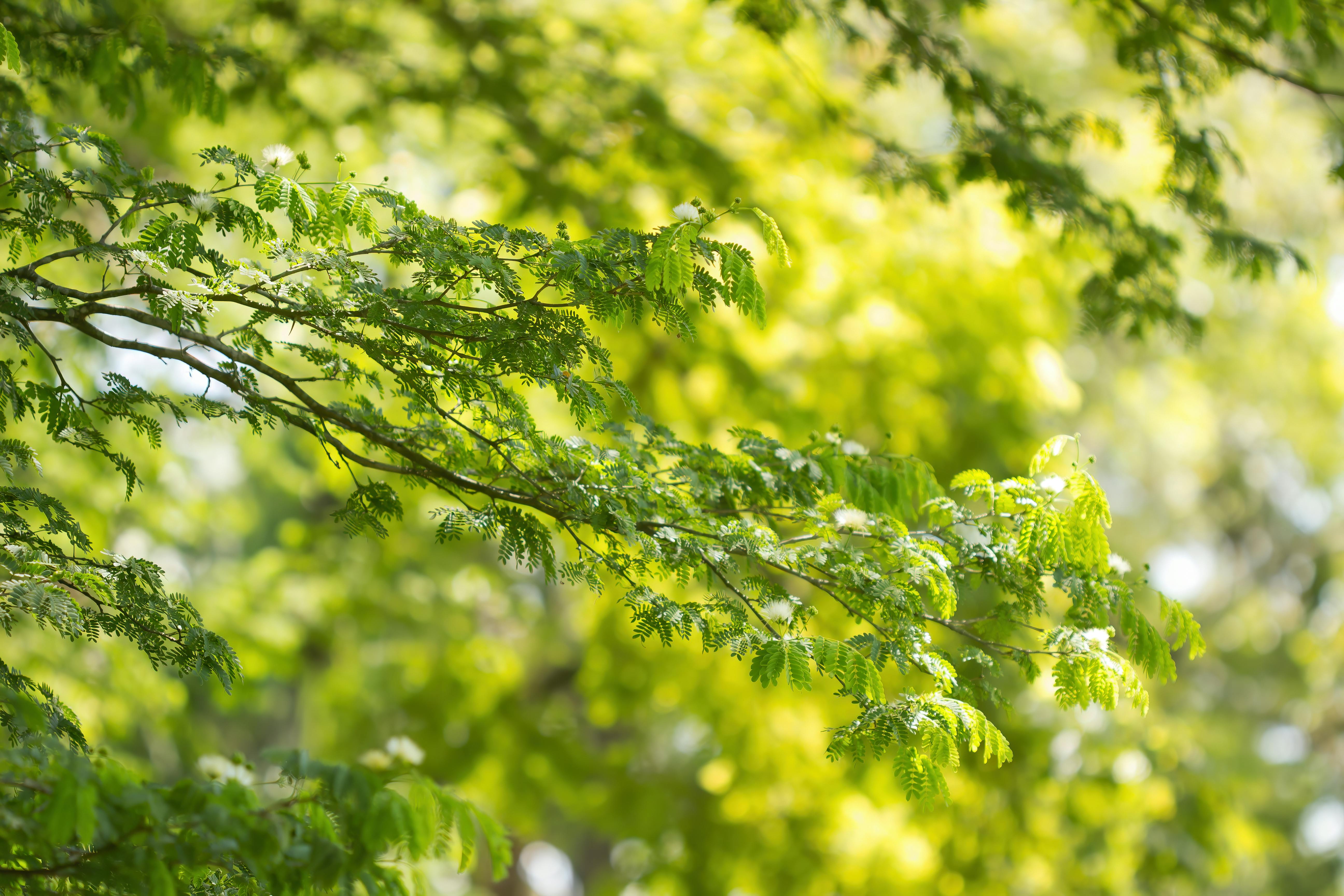Tree branches