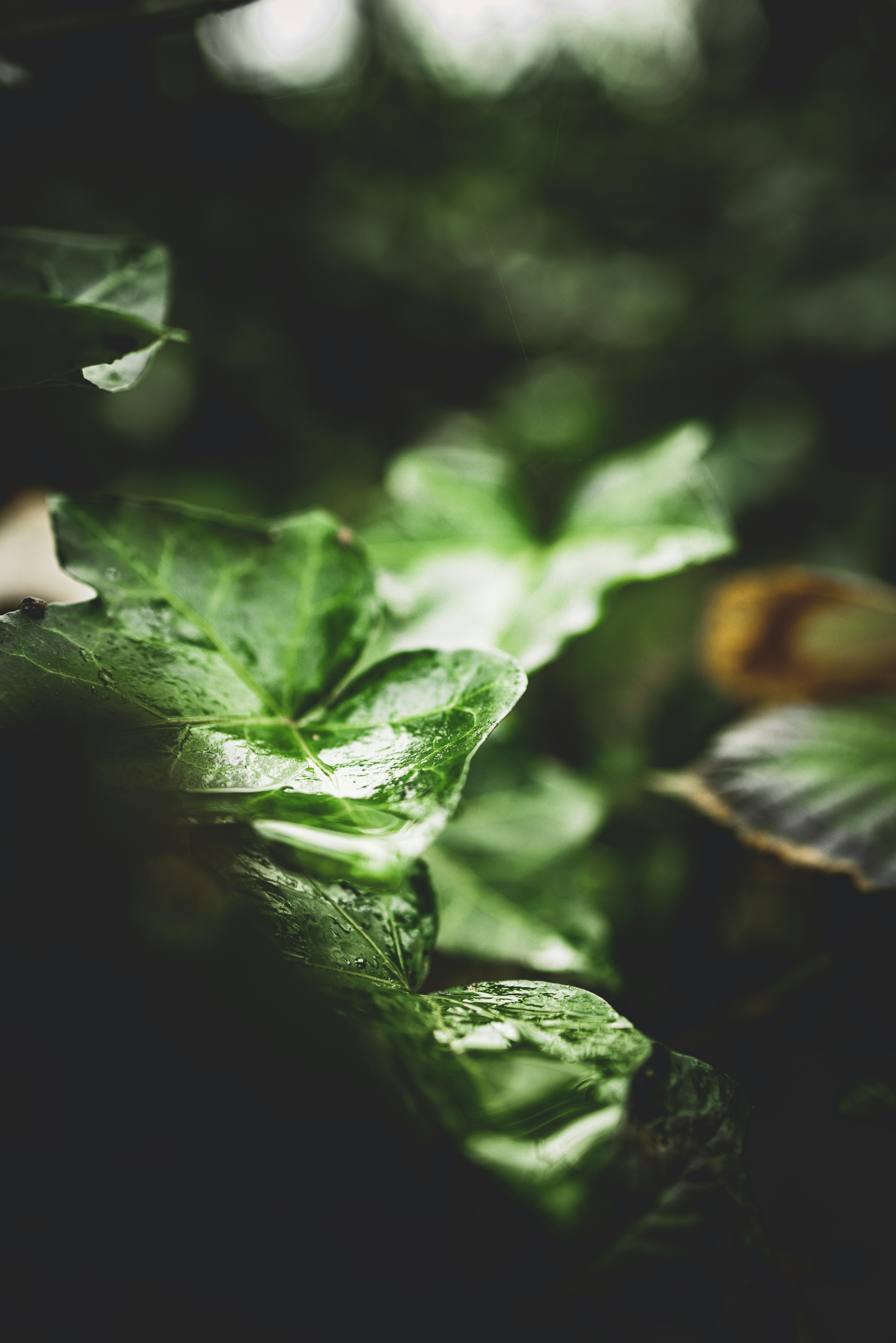 Botanical image for purity culture and religious sexual shame coaching