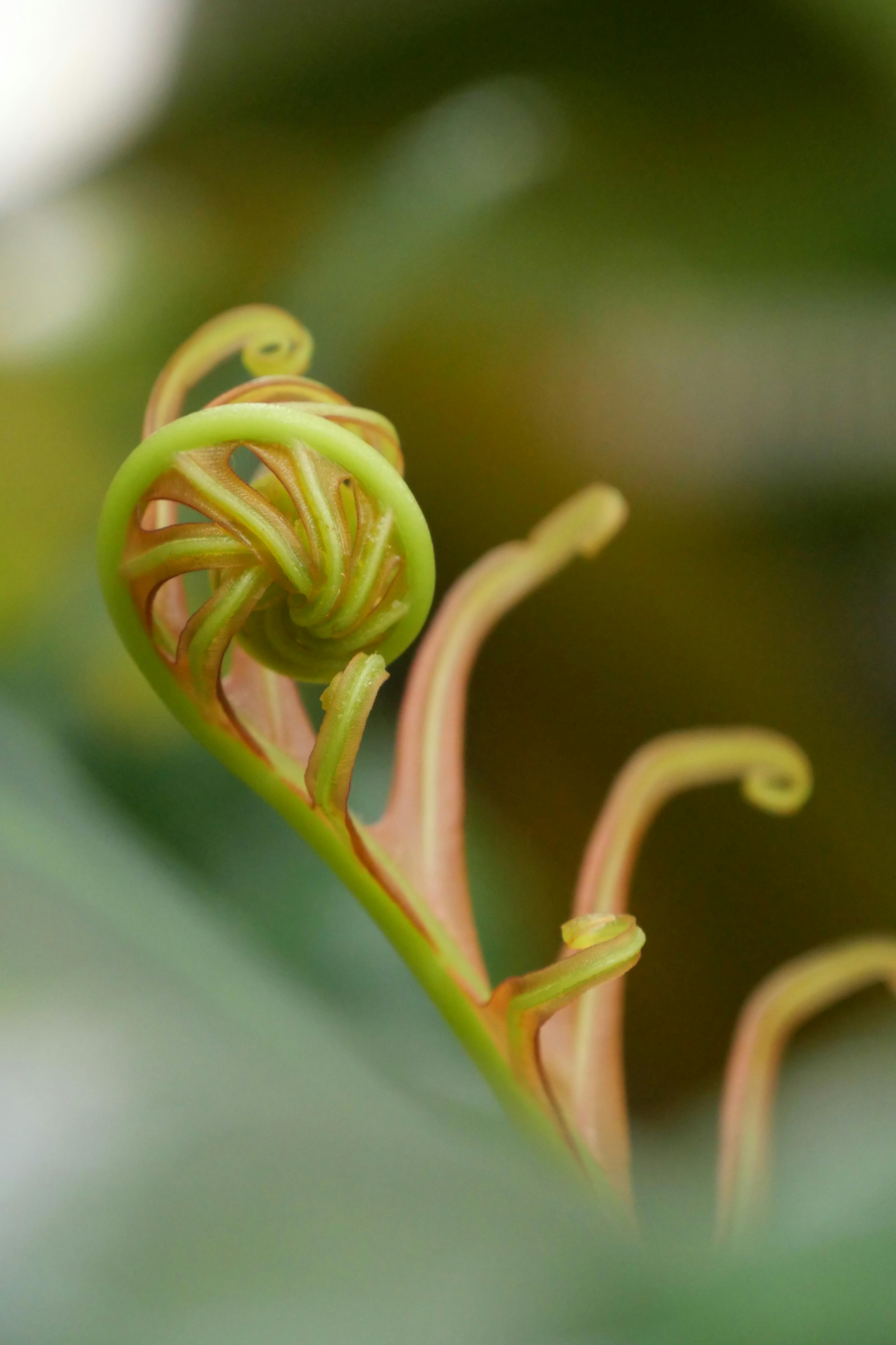 Botanical image for sex and intimacy coaching for sexual trauma