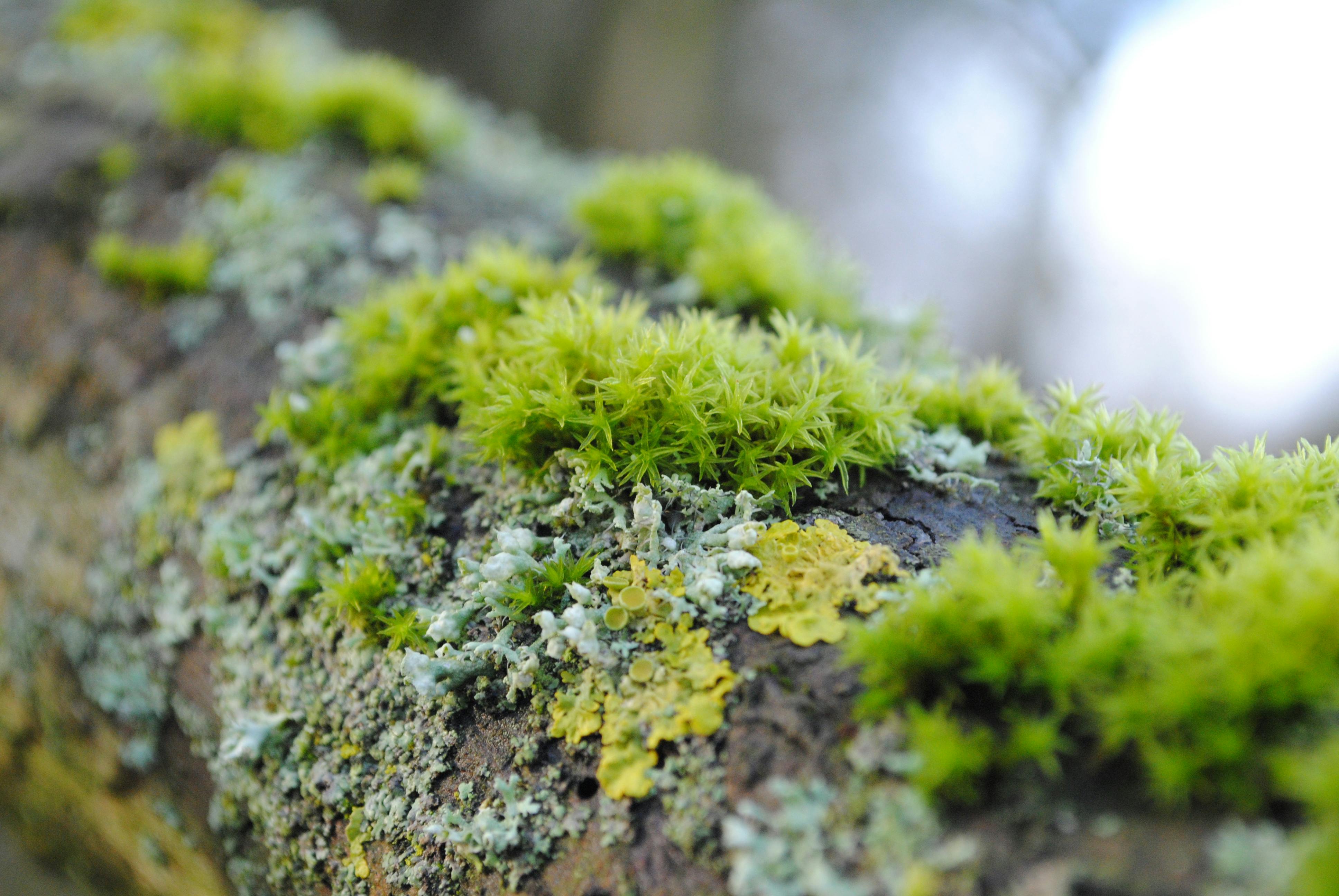 Botanical image for intimacy coaching appointment formats