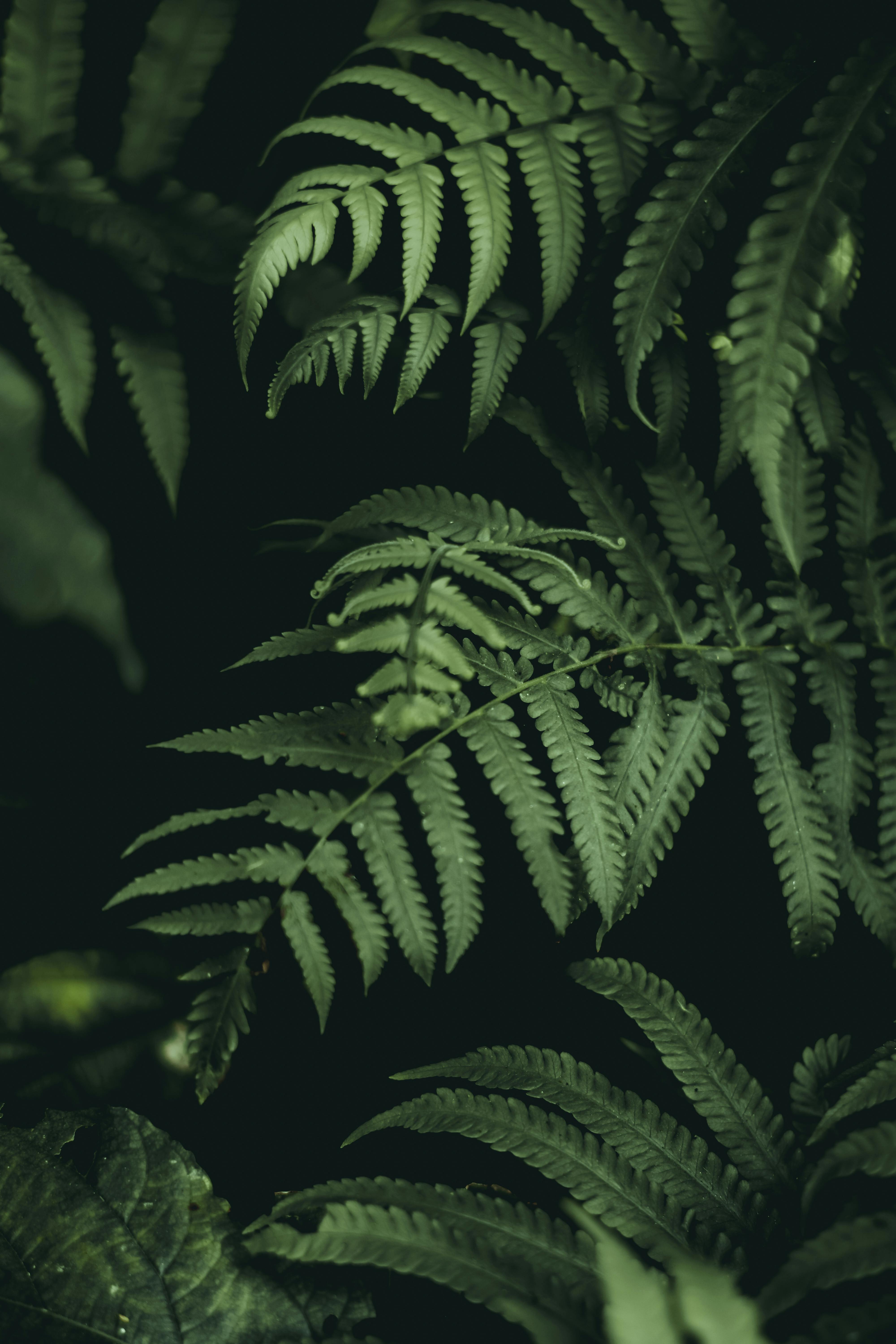 Botanical image for women's sex and relationship coaching